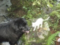 ...uuuu some new visitors;))