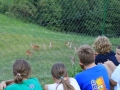 We waited a bit for the deers to get used to us.