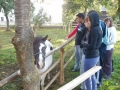 There were very kind ponies.