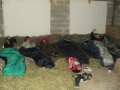 Sleeping on the hey.