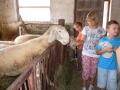 There were also sheep.