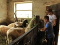 Sheep hardly waiting for Jaša to bring them some food :)