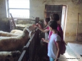 We like these sheep.