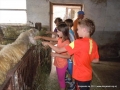 We fed sheep!