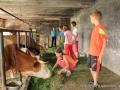 Feeding the animals with the grass we cut and collected.