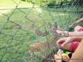 Lumpi, the deer, will take my bread out of my hand!!!
