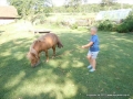 We took ponies for a little walk ...