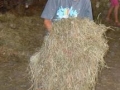 The hay smells nice!