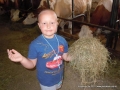 Feeding the cows.