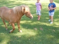 Pony!