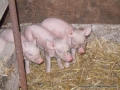 Piglets!