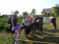 While on a stroll we found two ponies!