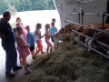 Cows, ponies, calves,