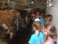 With the cows.