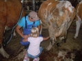 Milking the cows.
