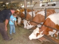 Feeding the cows.