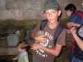 Animals on the farm