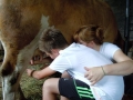 Milking the cow
