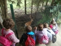 Feeding the deer.