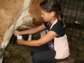 Milking the cow.
