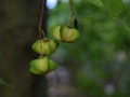 Macro Photography