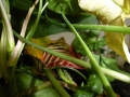 Macro Photography