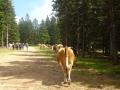 cows