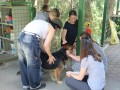 Star attraction