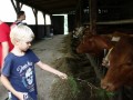 feeding the cow