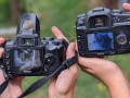 Horse photography