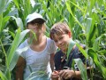 Hiding in the corn