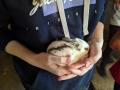 Baby rabbits