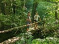 Forest fairies