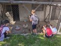 Petting...chickens?