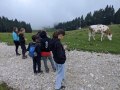 One curious cow got really close to us