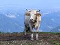 Moo with a view