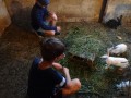 Visiting bunnies