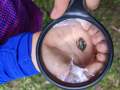 A little frog