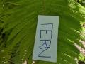 It is a fern