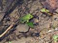 The lovely frog