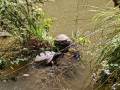 Turtles