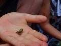 a frog!