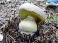 Giant mushroom!