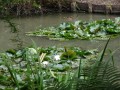 water lily