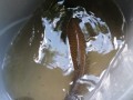 A saved fish