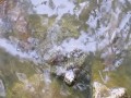 Little turtle