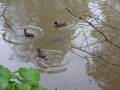 Ducks and turtles