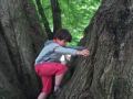 Climbing the tree
