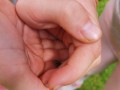 Baby frog