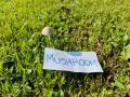 a mushroom